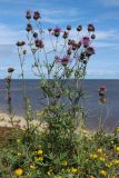 Centaurea scabiosa. Цветущее и плодоносящее растение в сообществе с цветущей Medicago falcata (внизу). Новгородская обл., геологический памятник \"Ильменский глинт\", окр. дер. Ретлё, побережье оз. Ильмень, суходольный луг на бровке известнякового обрыва. 25.07.2023.