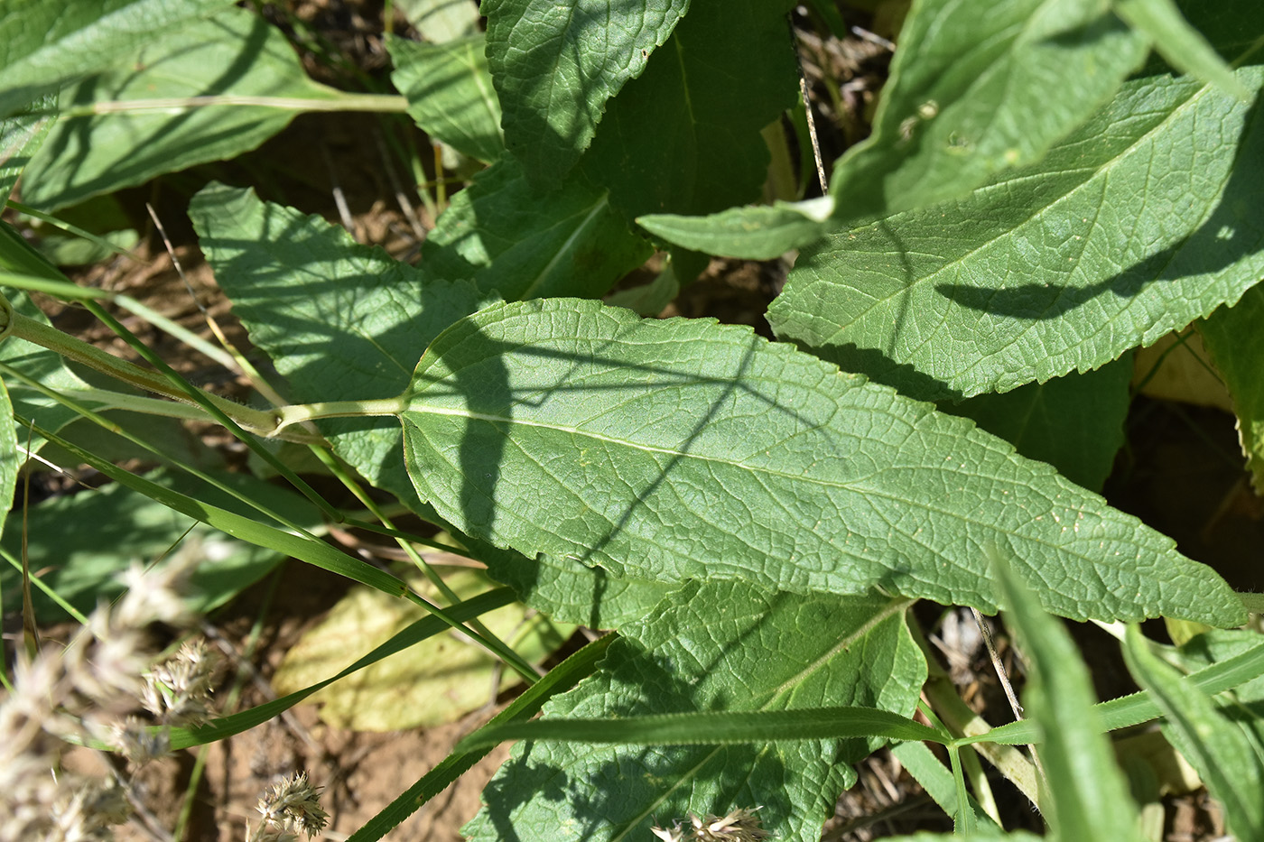 Image of Phlomis pungens specimen.