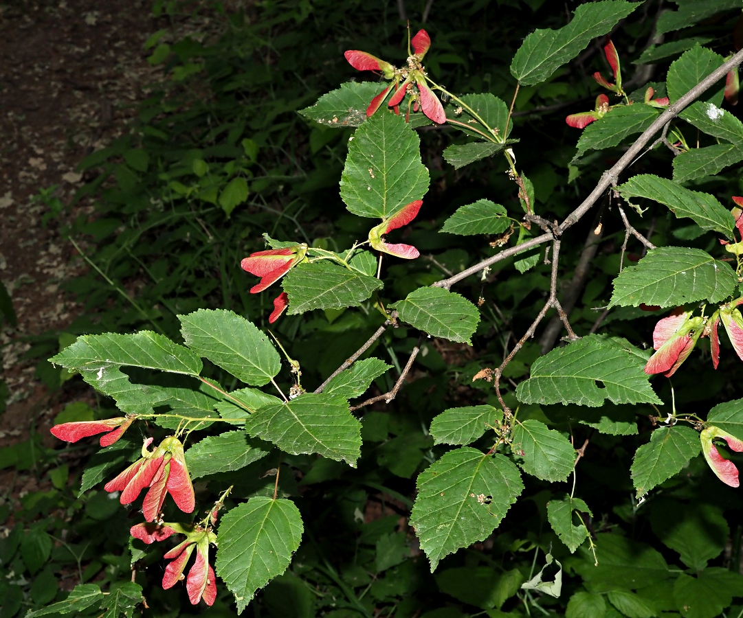 Image of Acer tataricum specimen.