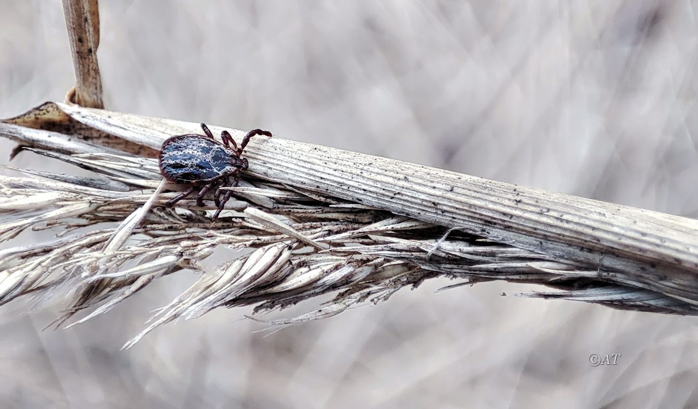 Изображение особи Phragmites australis.