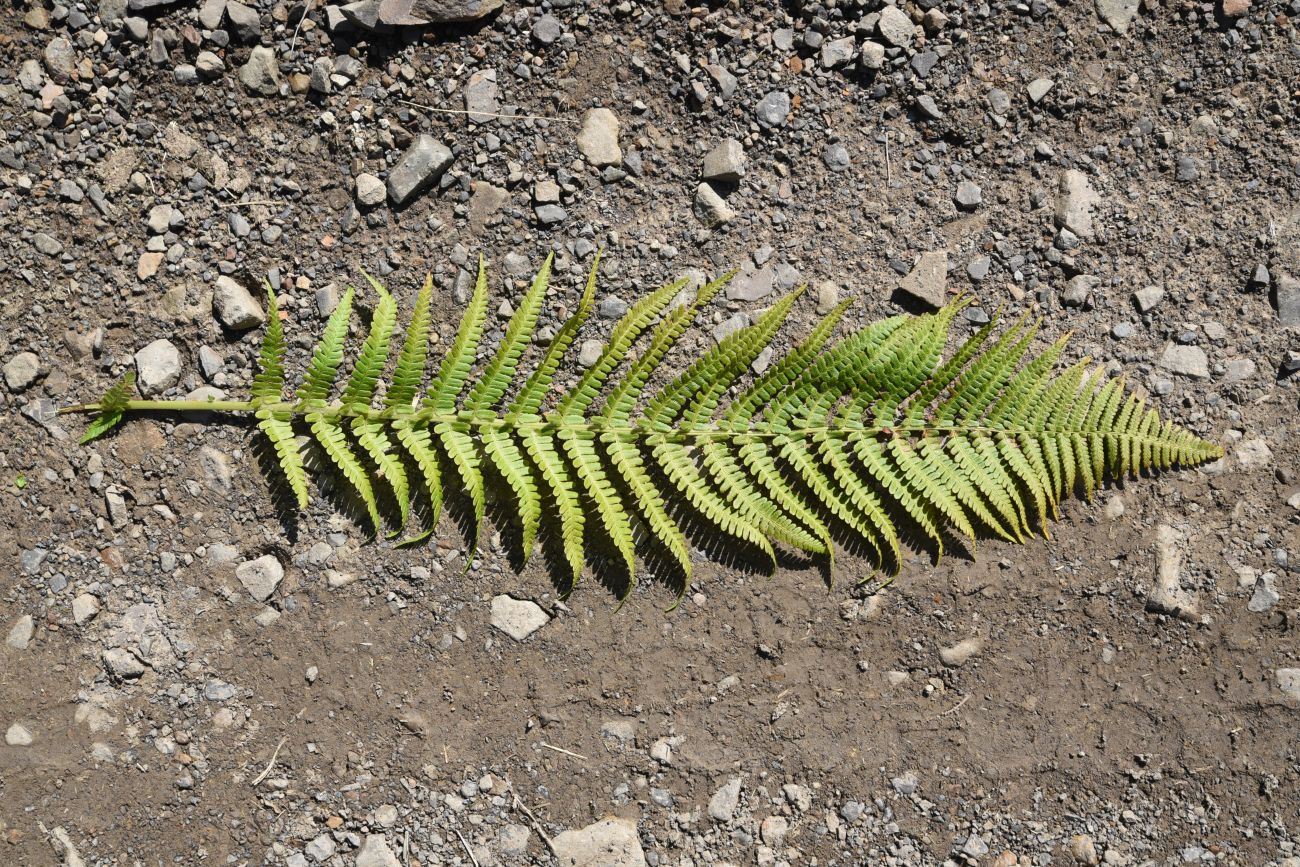 Image of genus Dryopteris specimen.