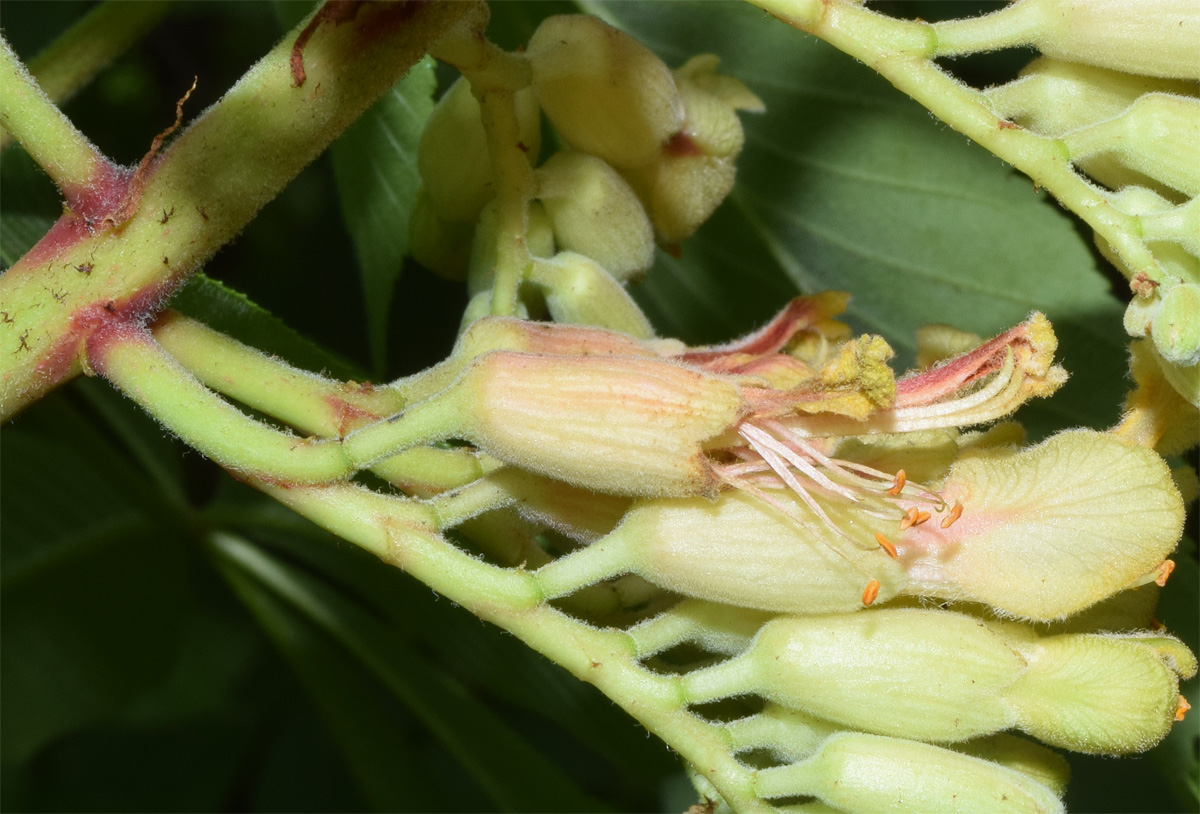 Image of Aesculus pavia specimen.