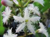 Menyanthes trifoliata. Цветок. Коми, окр. г. Сыктывкар, долина р. Вычегда, Алёшино, заболоченная старица. 15.06.2010.