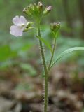Arabidopsis arenosa