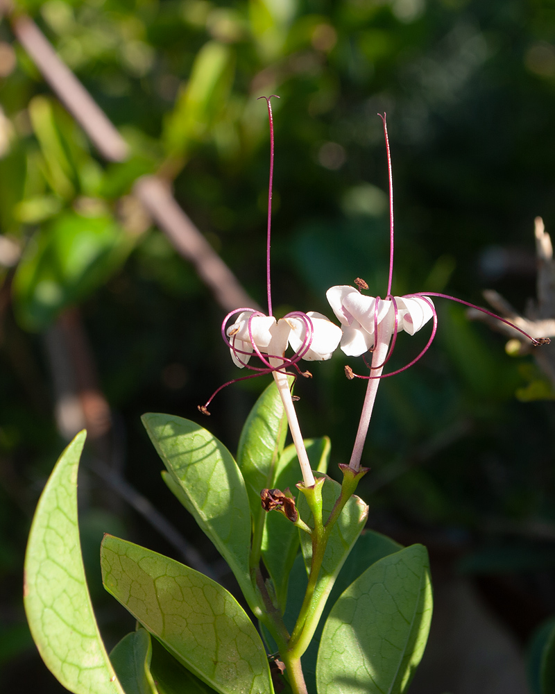Изображение особи Clerodendrum inerme.