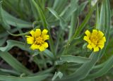 Scorzonera austriaca