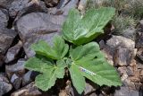 Tetrataenium olgae