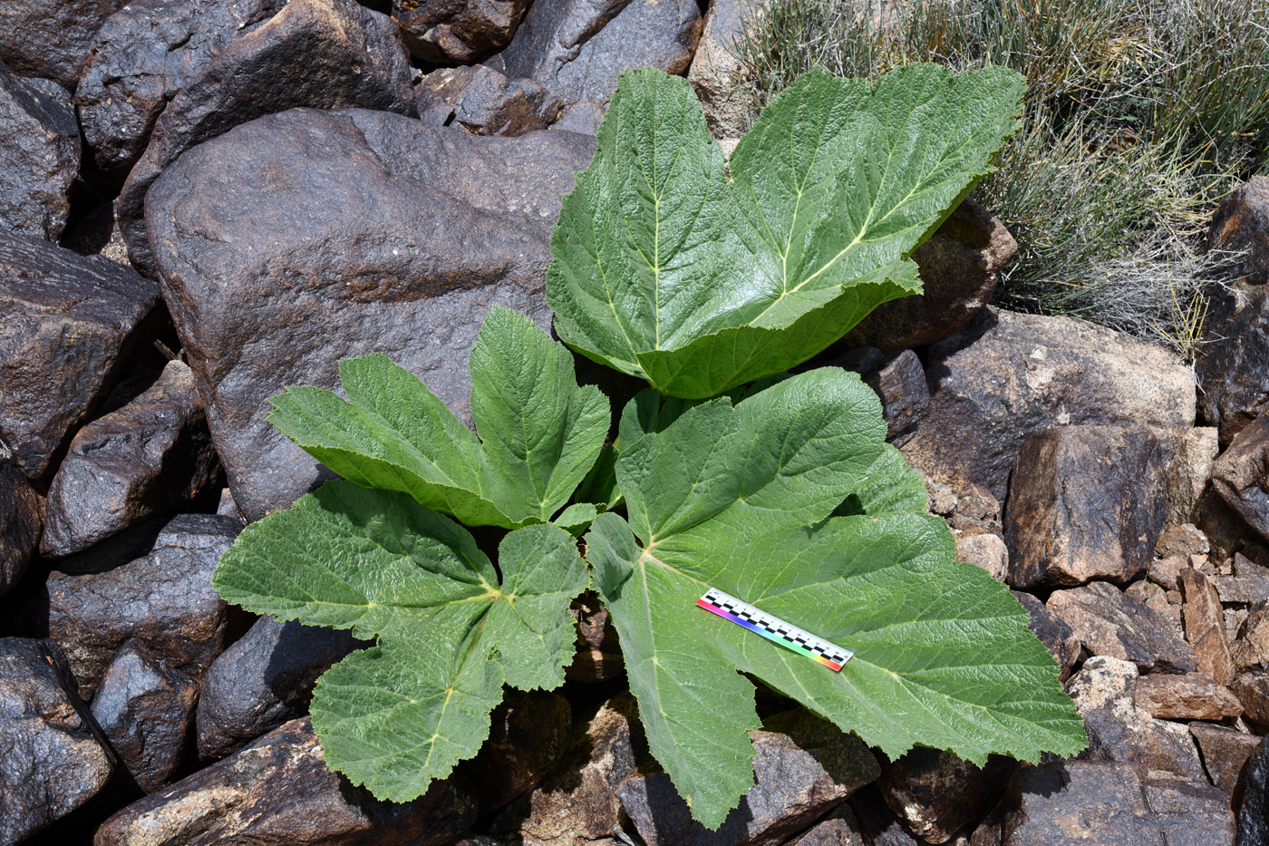 Image of Tetrataenium olgae specimen.