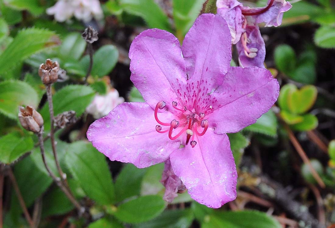 Image of Rhododendron camtschaticum specimen.