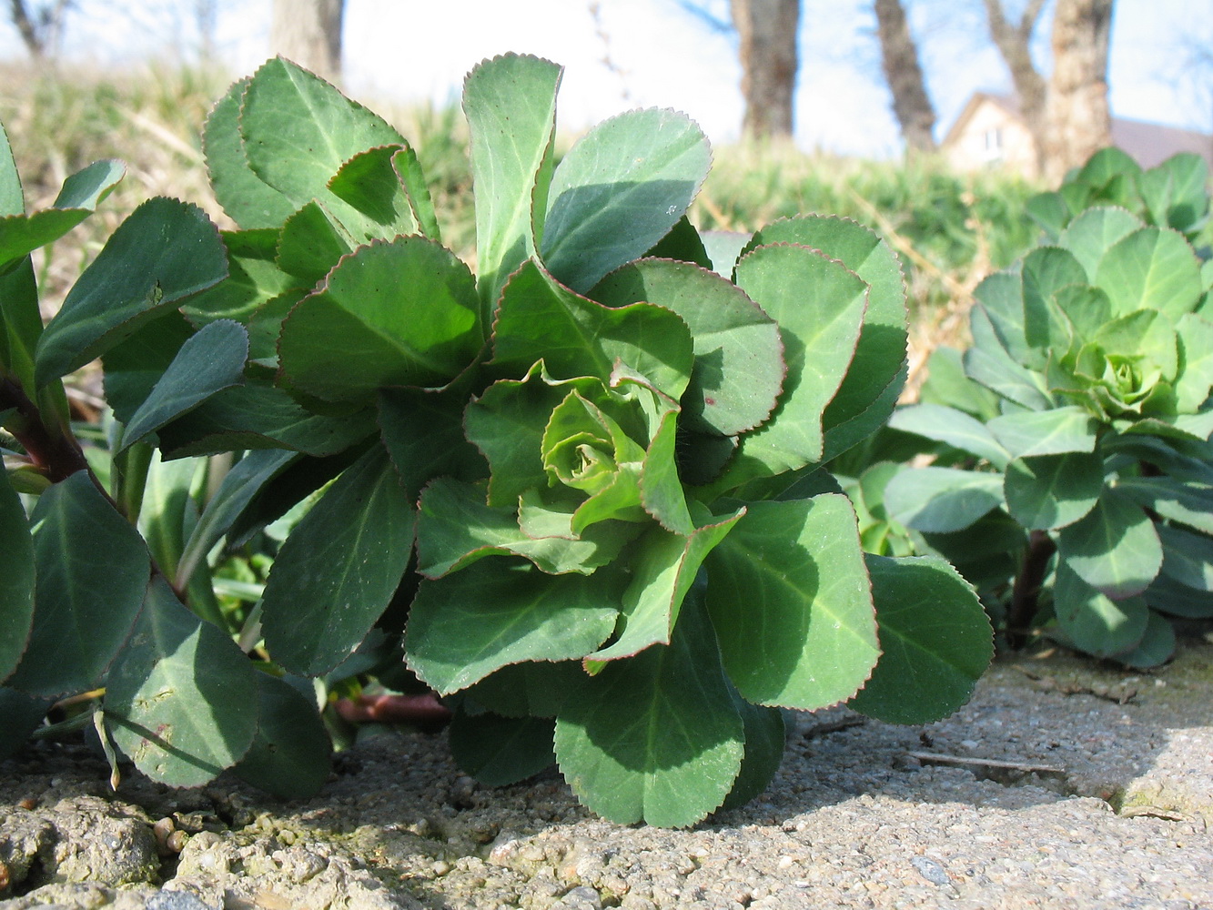 Image of Euphorbia helioscopia specimen.