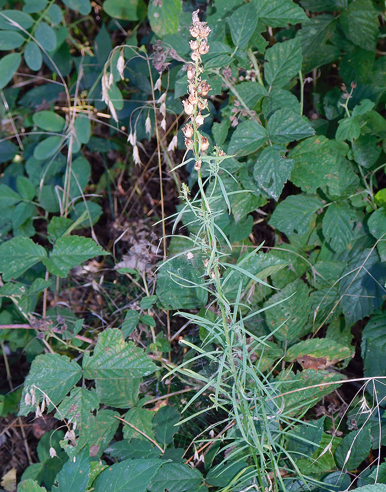 Изображение особи Linaria vulgaris.