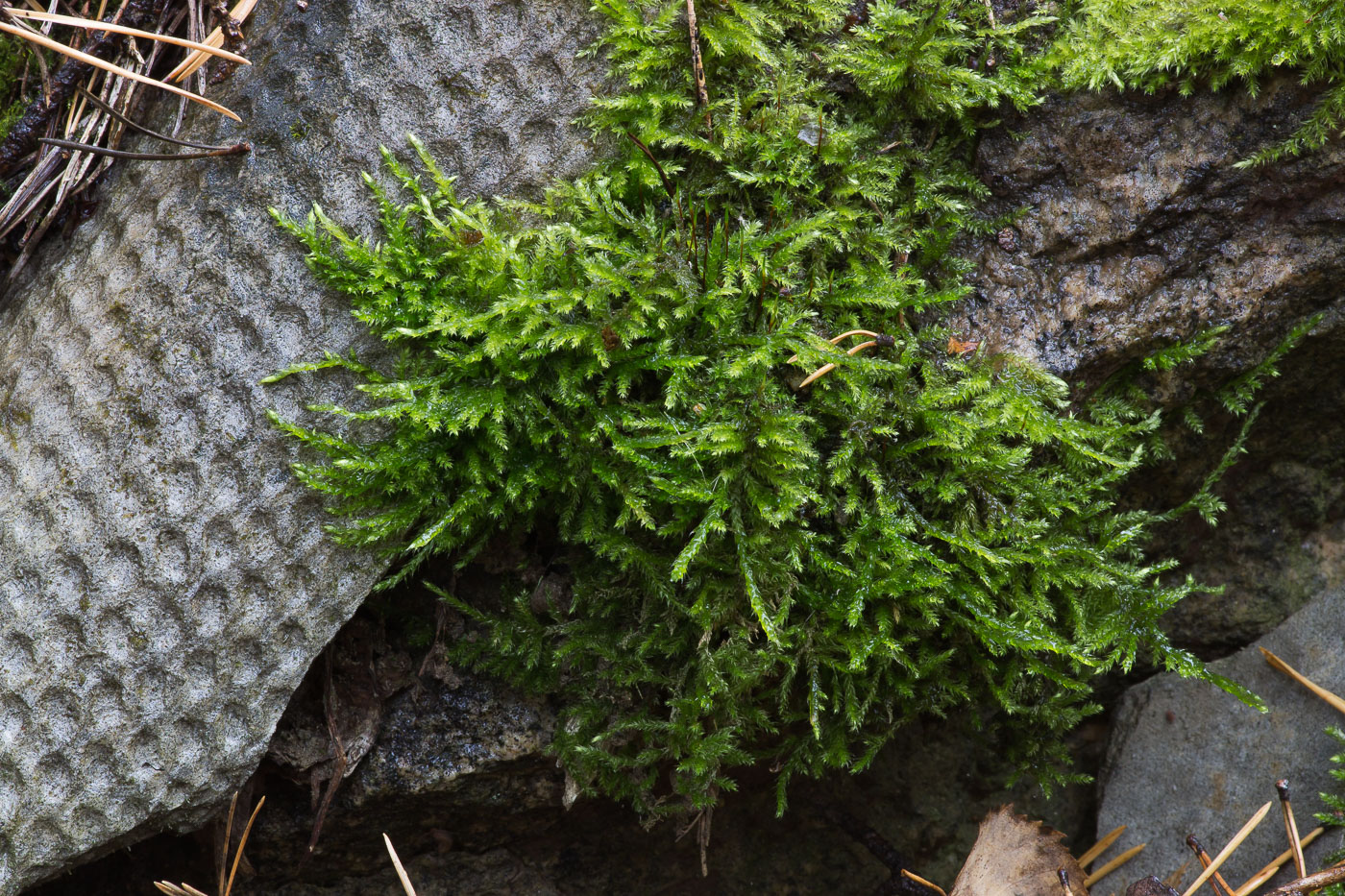 Image of familia Brachytheciaceae specimen.