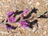 Astragalus varius