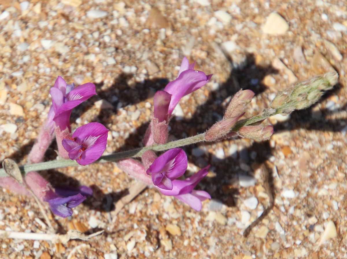 Изображение особи Astragalus varius.