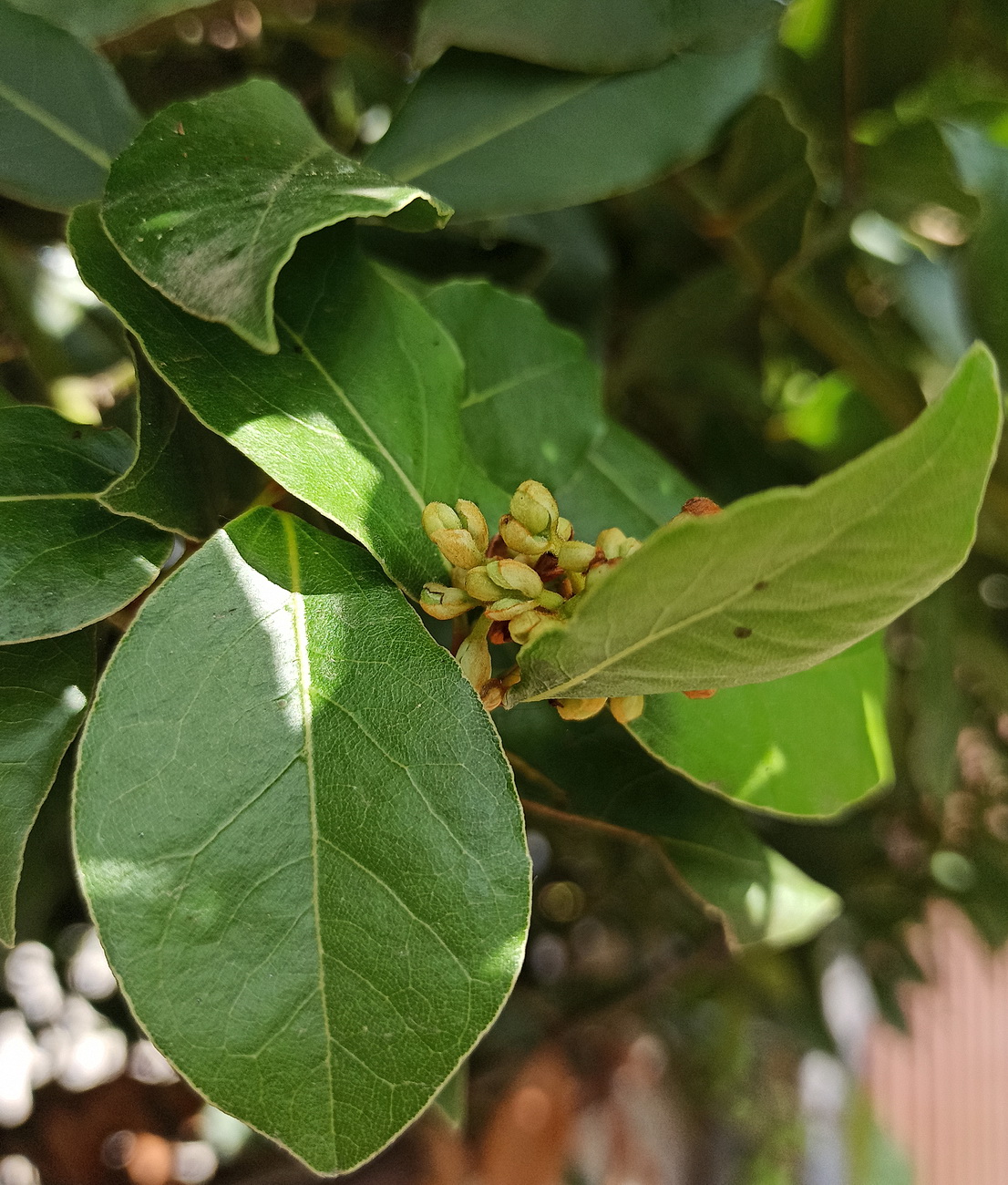 Image of Laurus nobilis specimen.