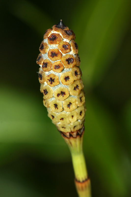 Изображение особи Equisetum ramosissimum.