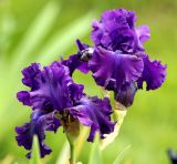 род Iris