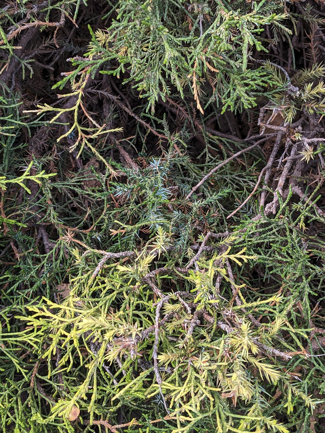 Image of genus Juniperus specimen.