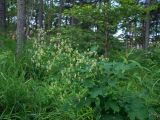 Thalictrum kemense