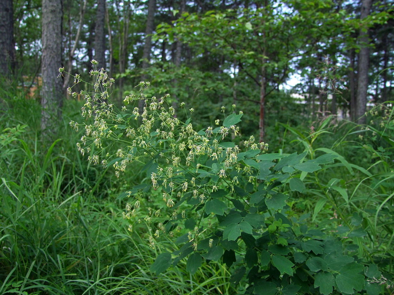 Image of Thalictrum kemense specimen.