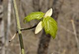 Acer tegmentosum. Часть веточки с катафиллами и молодыми листьями. Приморский край, Шкотовский р-н, окр. пос. Подъяпольск, склон приморской сопки, широколиственный лес. 03.05.2025.