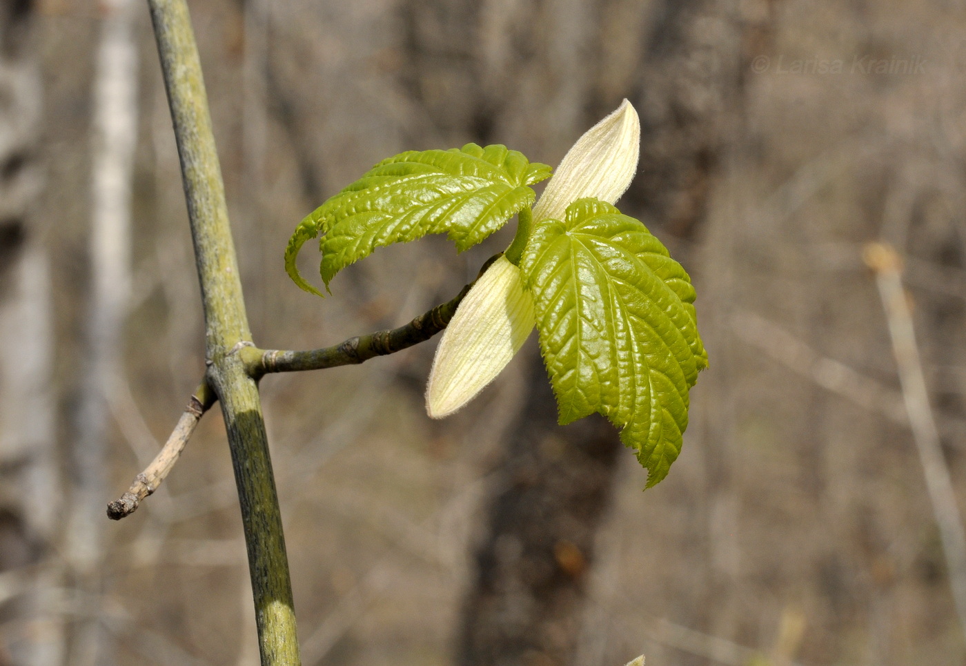 Image of Acer tegmentosum specimen.