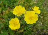Potentilla pedata