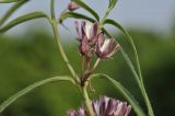 Cynanchum purpureum. Часть побега с соцветием. Приморский край, Уссурийский ГО, окр. с. Монакино, разнотравный луг на вершине сопки. 31.05.2025.