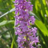 Gymnadenia conopsea. Часть соцветия. Карачаево-Черкесия, Домбай, гора Мусса-Ачитара, 2400 м н.у.м., на пологом склоне. 09.07.2015.