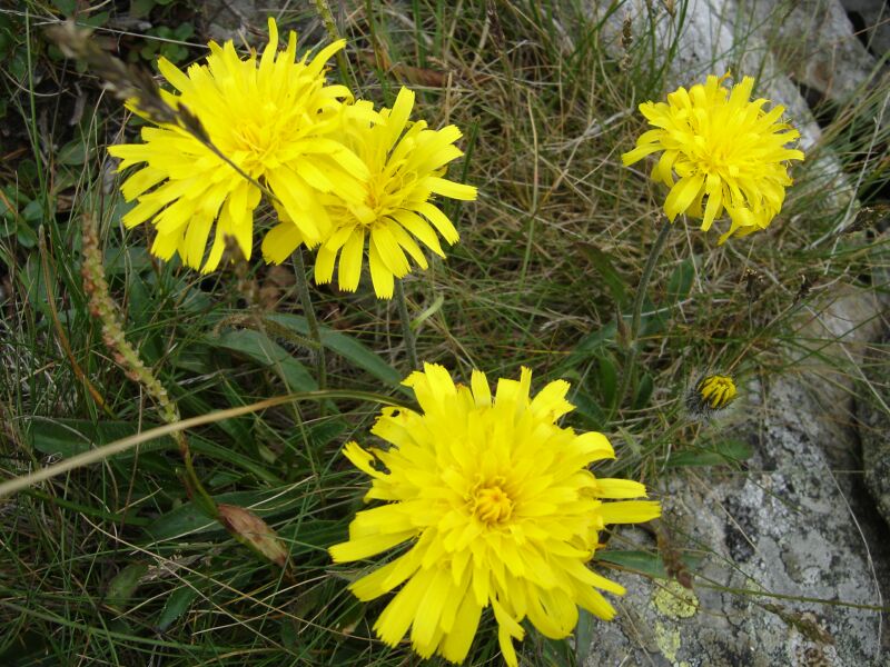 Изображение особи Hieracium alpinum.