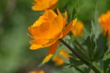 Trollius asiaticus