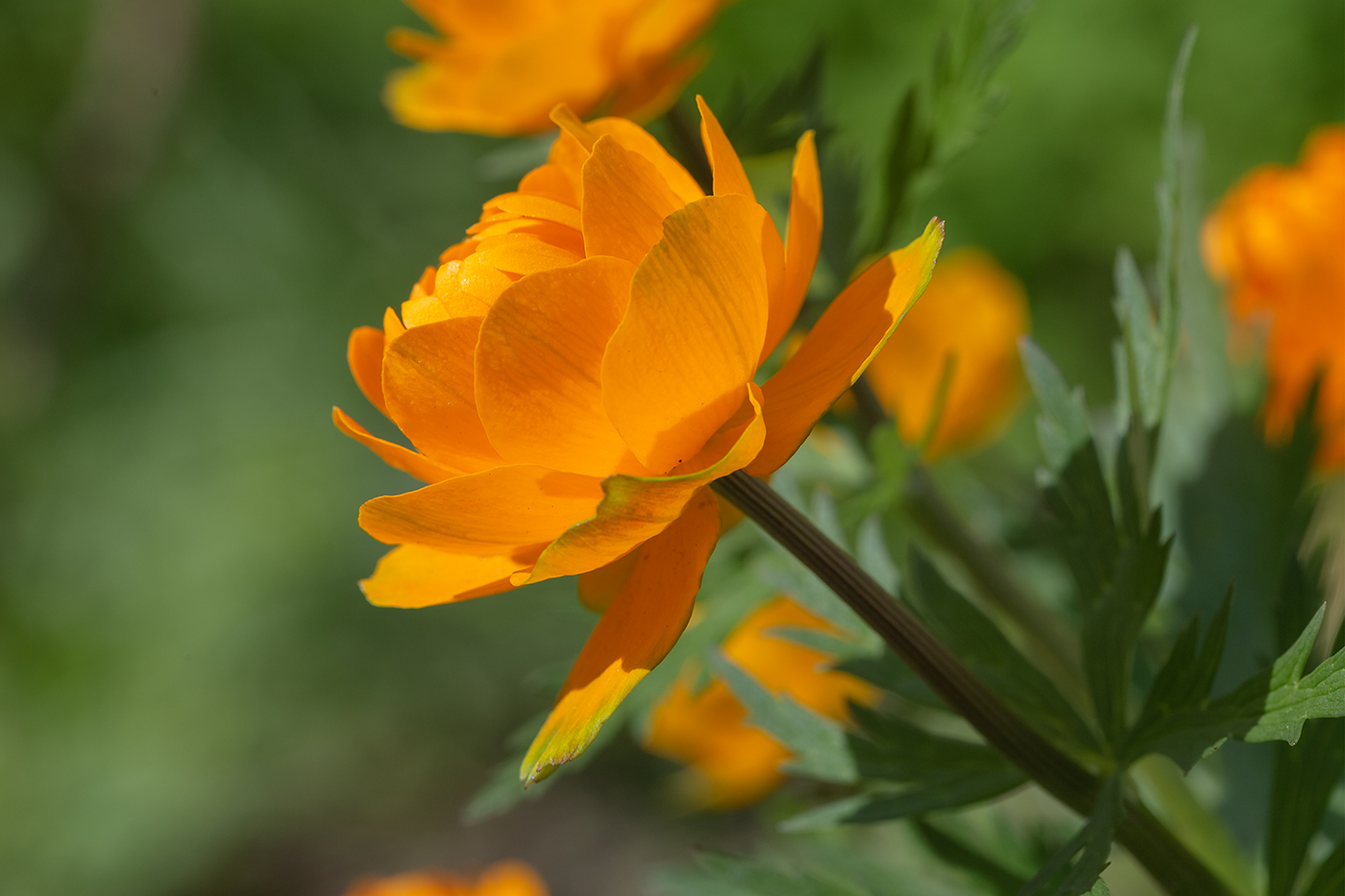 Image of Trollius asiaticus specimen.