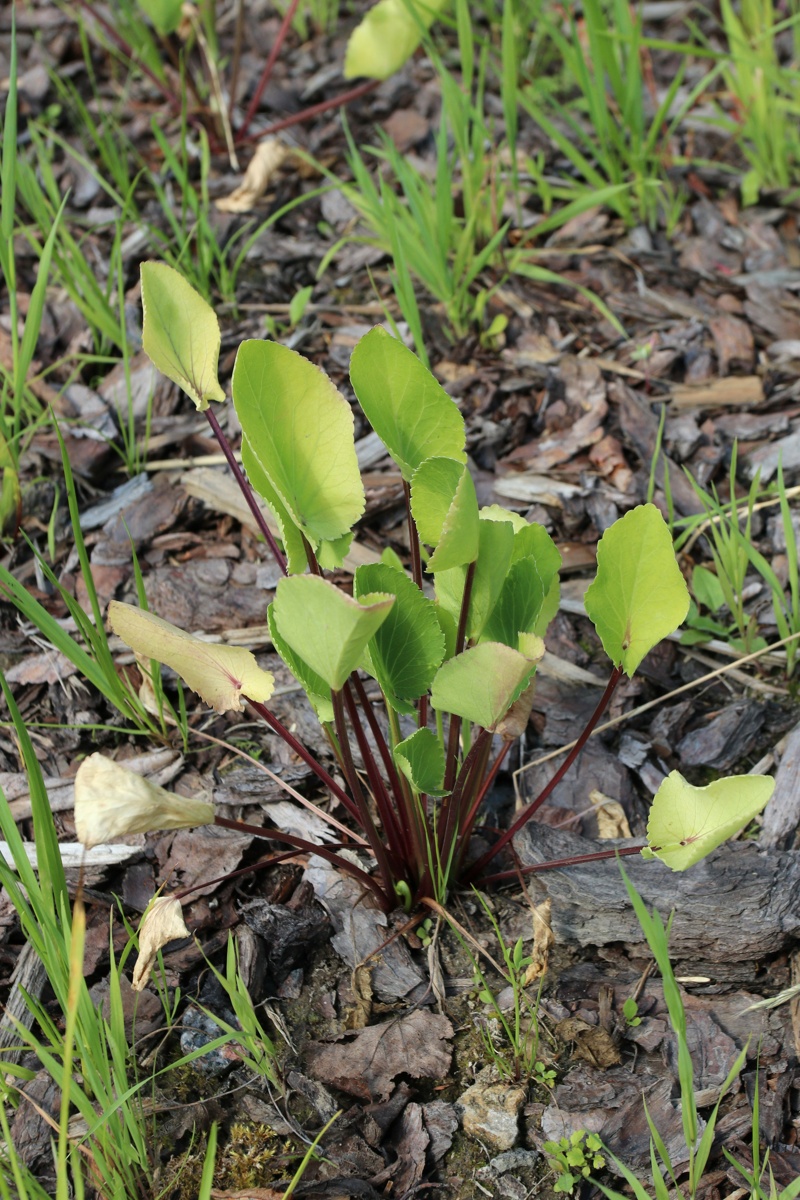 Image of Eryngium planum specimen.