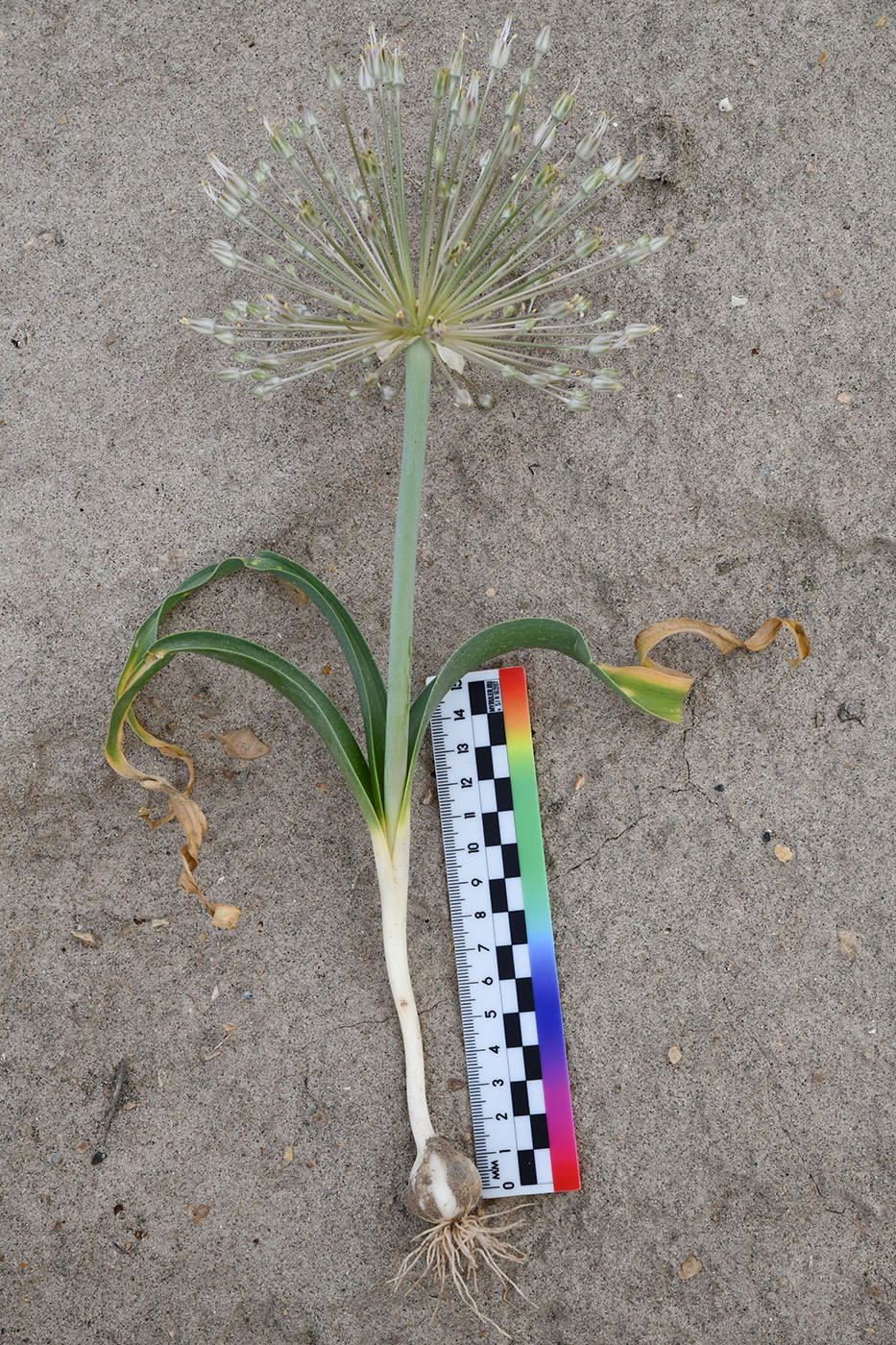 Image of Allium baissunense specimen.