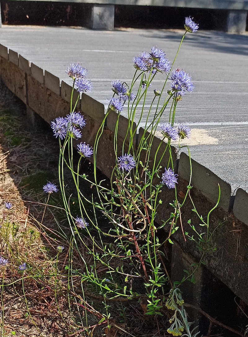 Image of Jasione montana specimen.