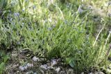 Myosotis arvensis