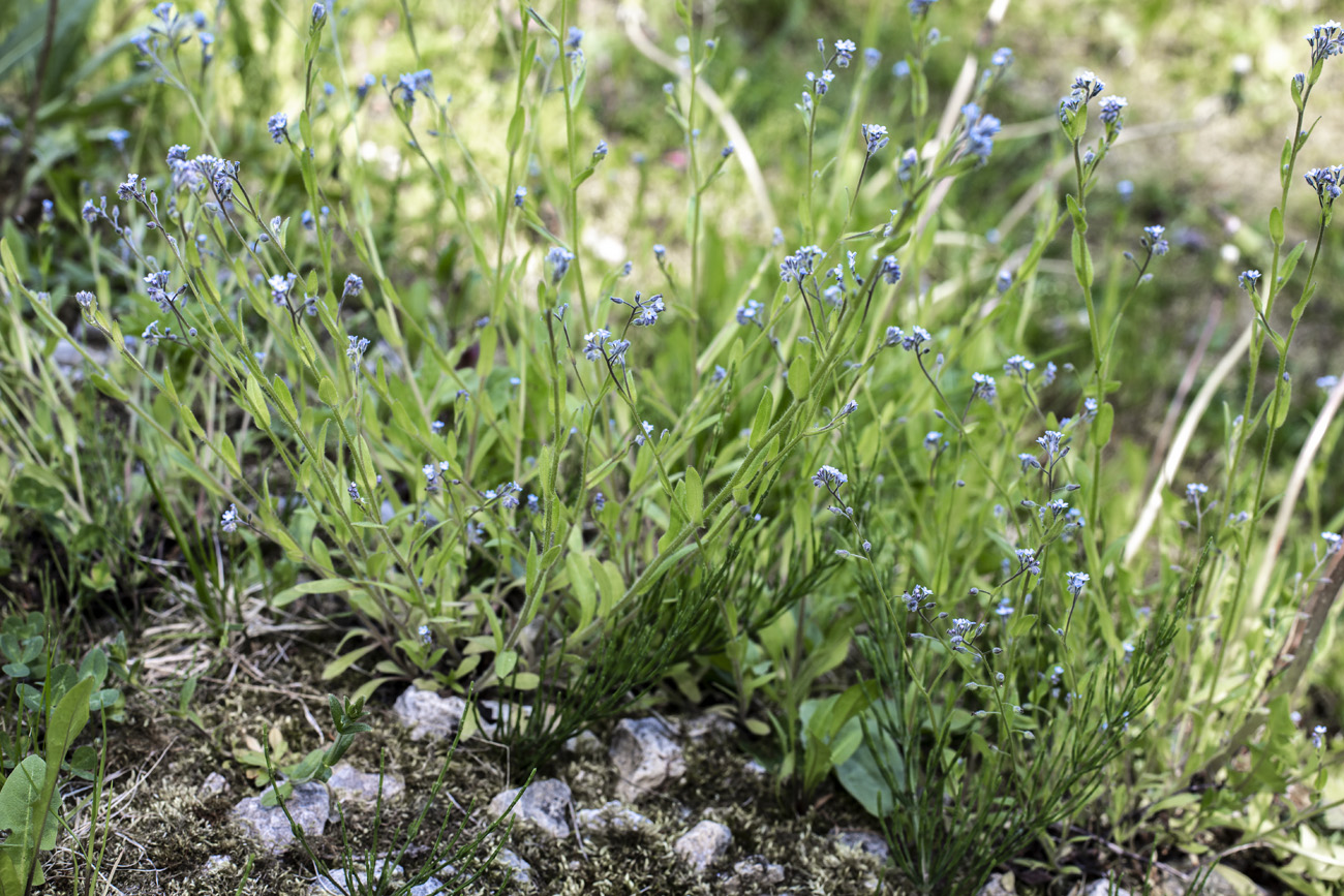 Image of Myosotis arvensis specimen.
