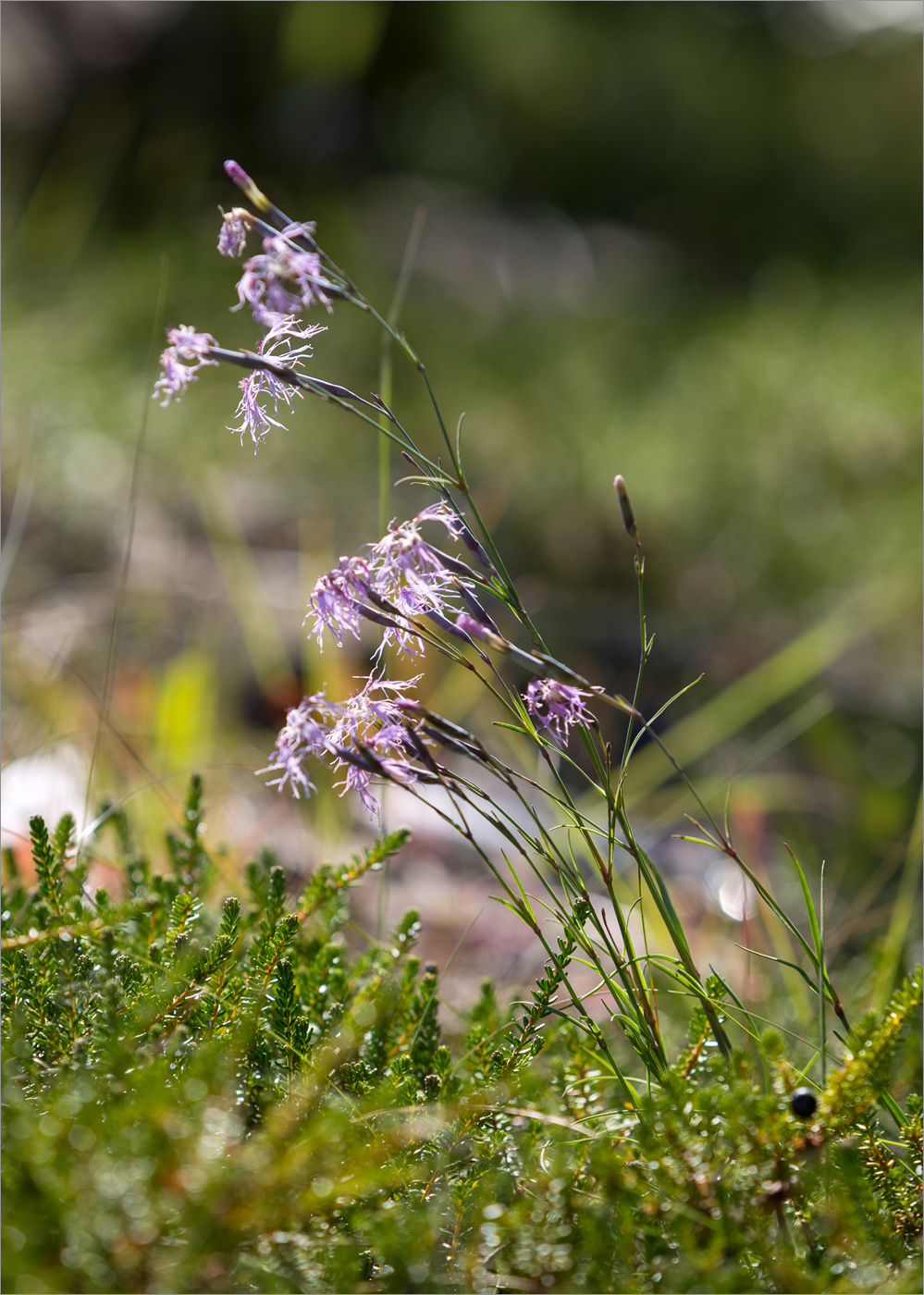 Изображение особи Dianthus superbus.