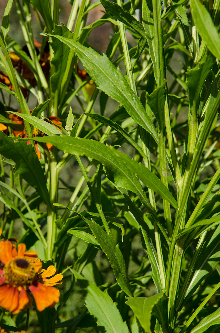 Image of Helenium autumnale specimen.