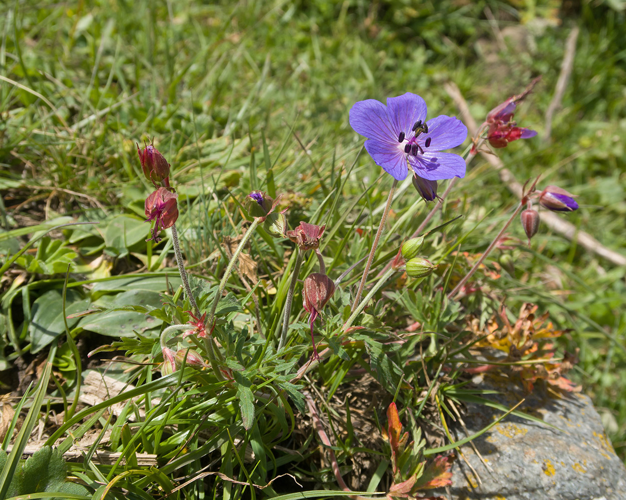 Изображение особи Geranium ruprechtii.
