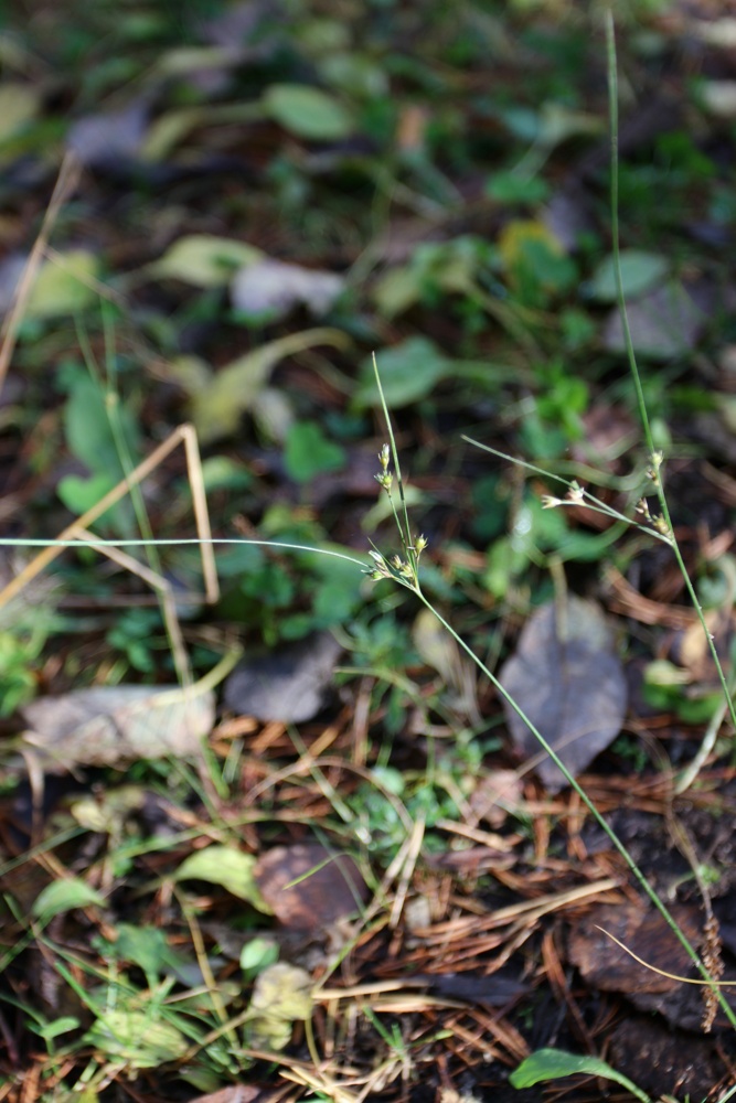 Изображение особи Juncus tenuis.
