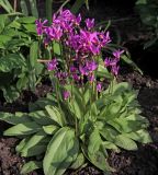 Dodecatheon meadia