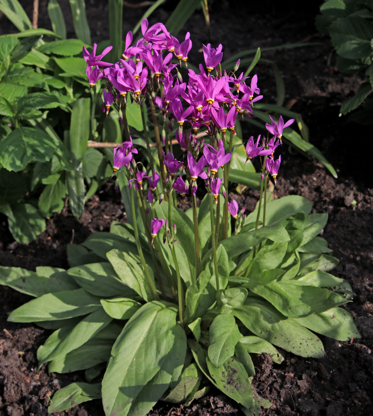 Image of Dodecatheon meadia specimen.