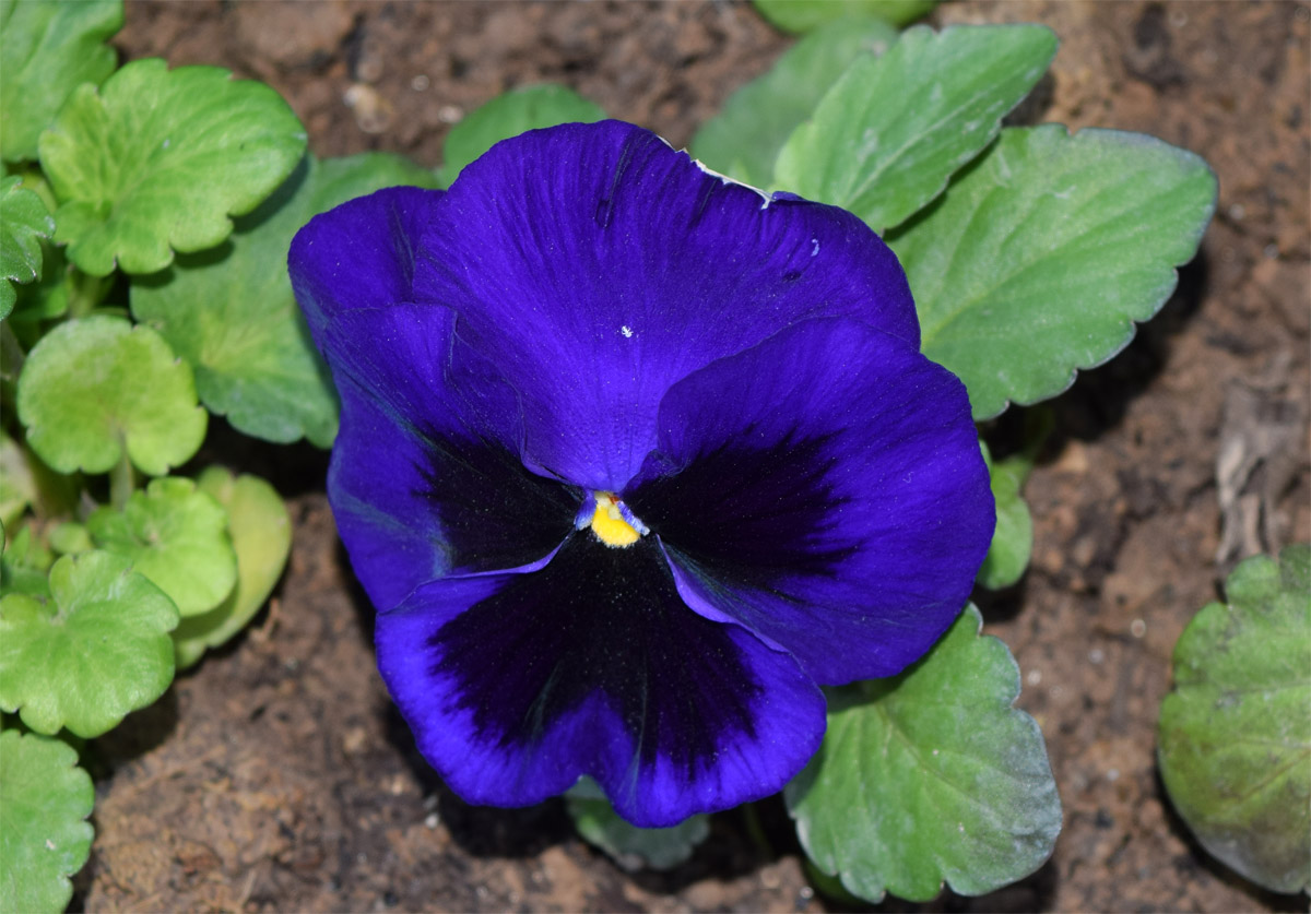 Image of Viola wittrockiana specimen.