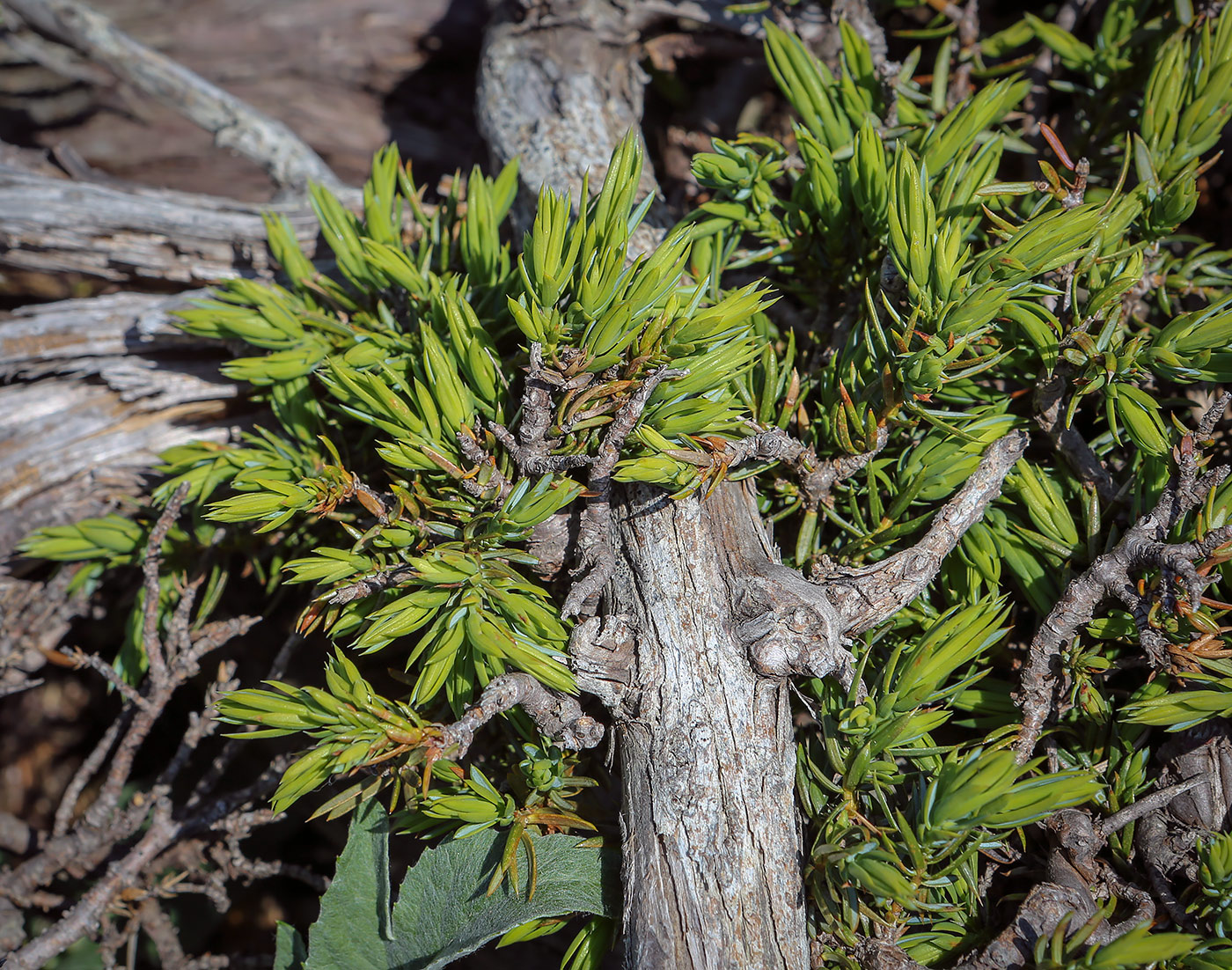 Изображение особи Juniperus hemisphaerica.