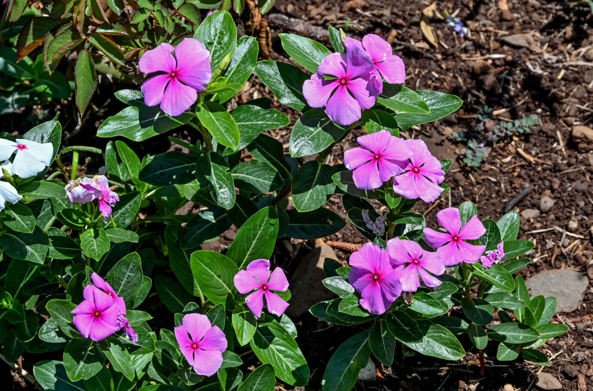 Image of Catharanthus roseus specimen.