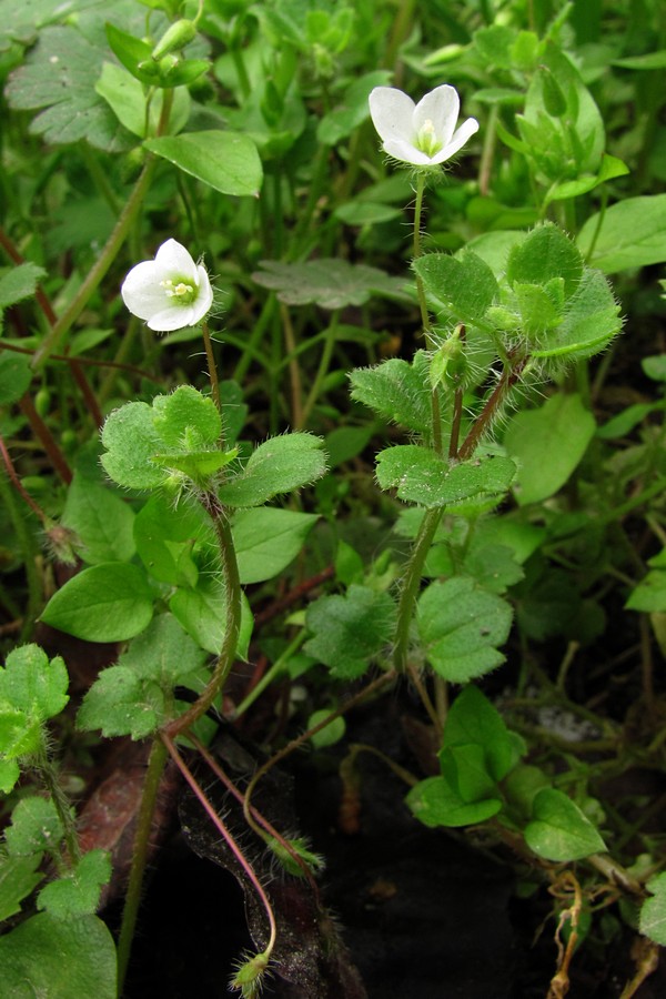 Image of Veronica cymbalaria specimen.