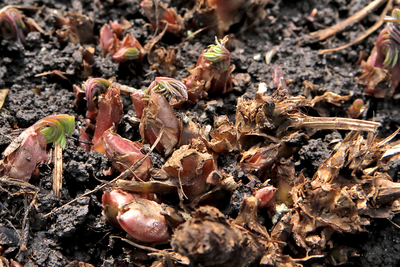 Image of Dicentra formosa specimen.