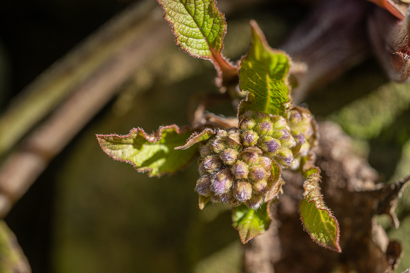 Image of Trachystemon orientalis specimen.