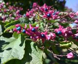 Clerodendrum trichotomum. Соплодие и листья. Турция, г. Стамбул, р-н Бакыркёй, прибрежный парк \"Флорья\". 06.10.2025.
